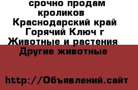 срочно продам кроликов  - Краснодарский край, Горячий Ключ г. Животные и растения » Другие животные   